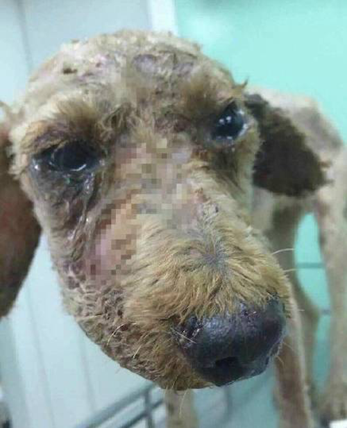 荔枝新闻 江苏  这只狗是流浪狗吗?怎么会伤成这副样子?