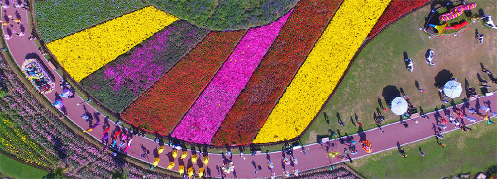 航拍荷兰花海 无人机视角下的盐城童话