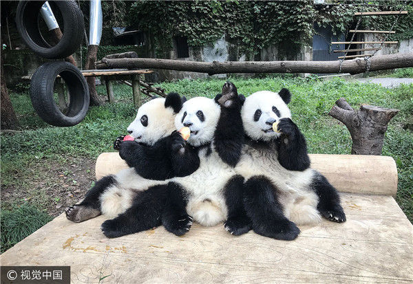 郑先春回忆,当年重庆动物园里大约有6只大熊猫,其中最老的一只18岁