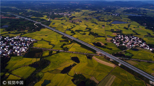 航拍安徽郎溪美好乡村 金色田野宛如画卷