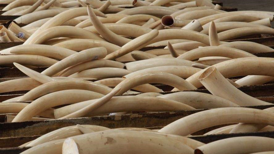 从今天起,在中国境内买卖象牙制品,违法!
