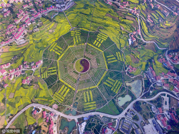 形成一个300多亩的巨大八卦图案,记者用无人机升空500米俯拍,都不能框