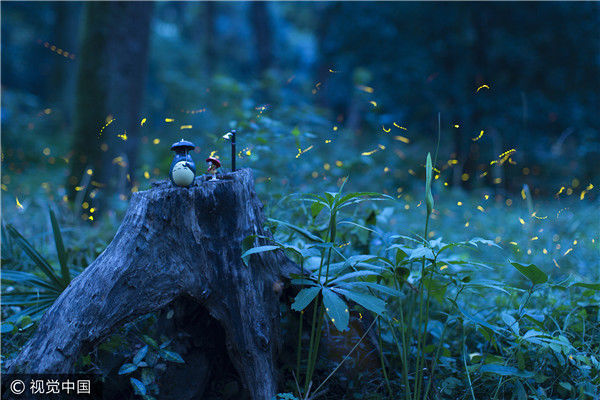 南京:萤火虫夏夜飞舞 好似点点繁星