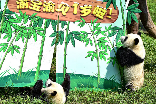 重慶動物園熊貓兄妹生日派對 萌化全場