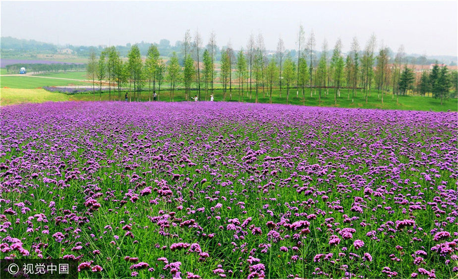 盛夏時節,句容白兔鎮伏熱花海觀光園裡,成片的馬鞭草進入了盛放期.