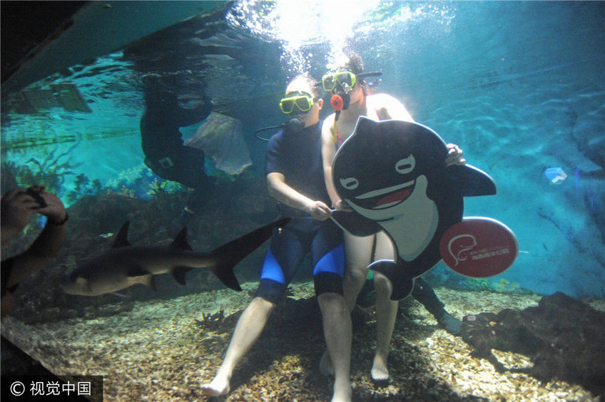 武汉:七夕秀恩爱 水下接吻鲨鱼见证