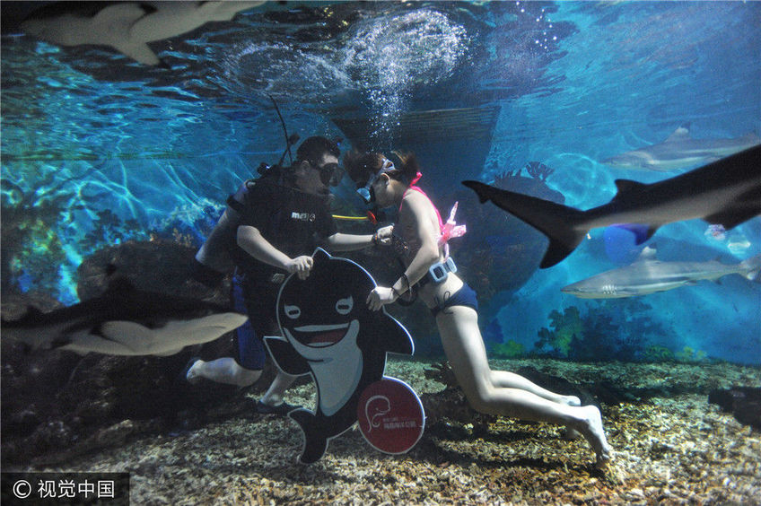 武汉:七夕秀恩爱 水下接吻鲨鱼见证