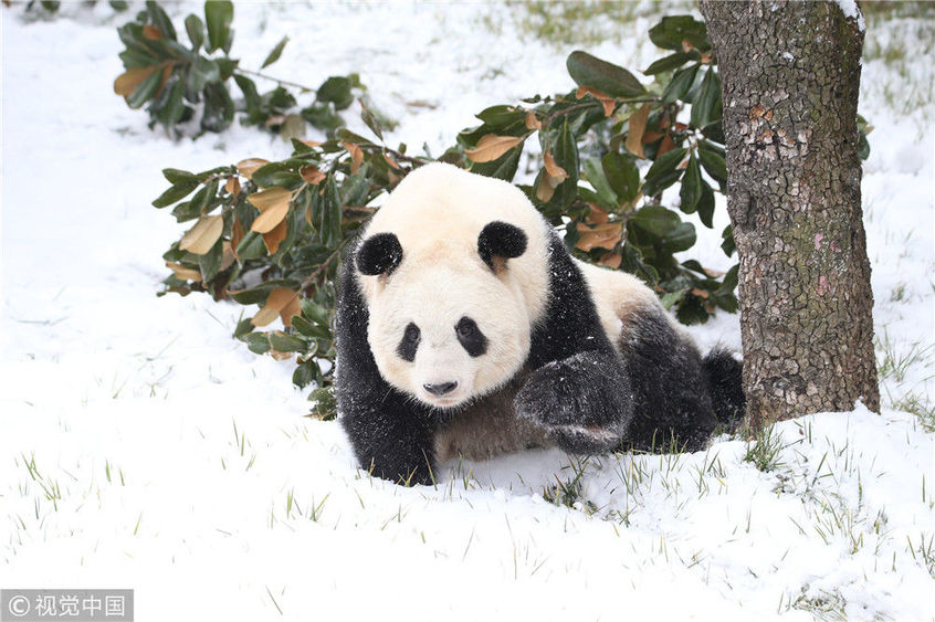 大雪之后的秦岭野生动物园,清新的空气,白雪皑皑的园舍,让两只熊猫