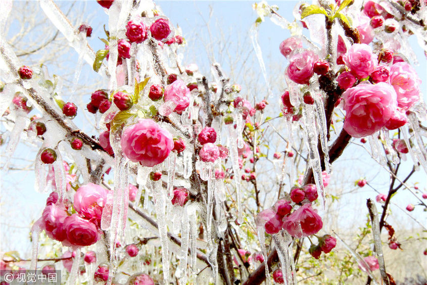 2013年4月8日,新疆哈密市街头含苞待放的梅花枝上结上了冰挂.