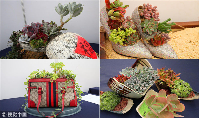 在规定时间内现场完成花卉植物类组合盆栽,多肉植物类组合盆栽,玻璃微