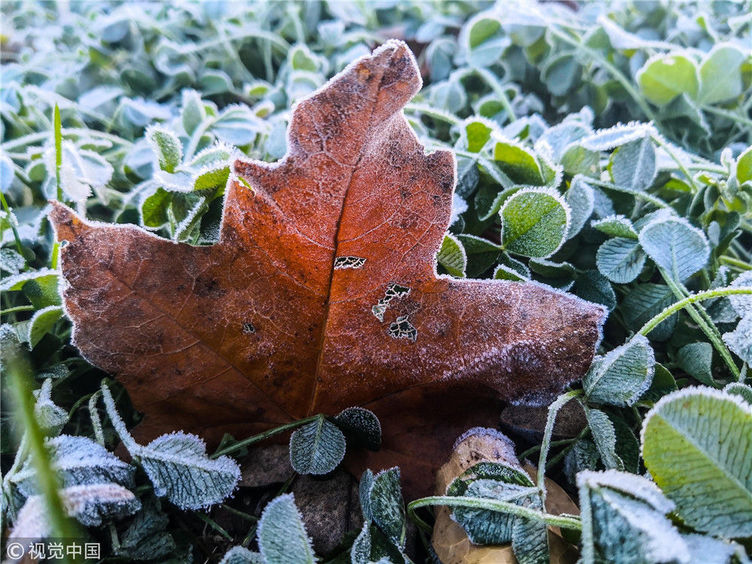 长春迎来降温天气 现霜冻景观
