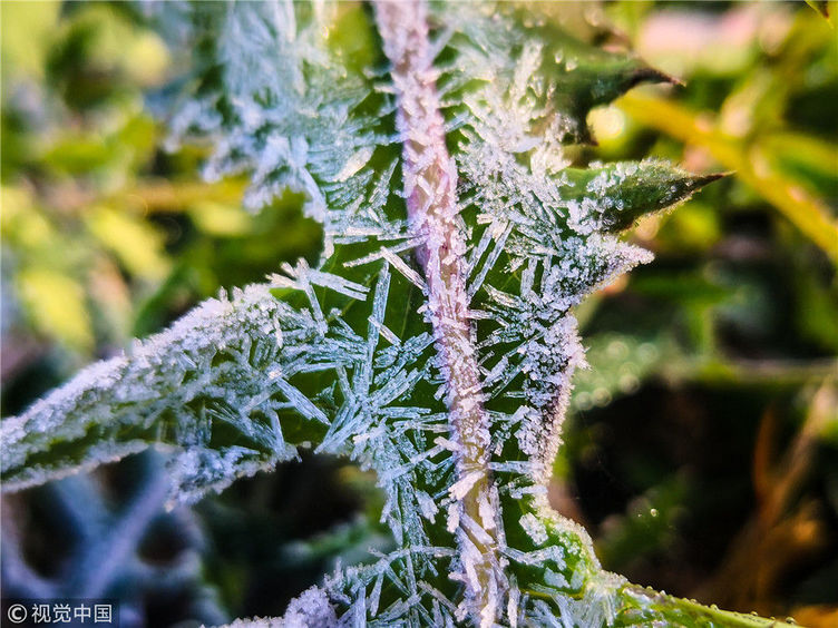 长春迎来降温天气 现霜冻景观