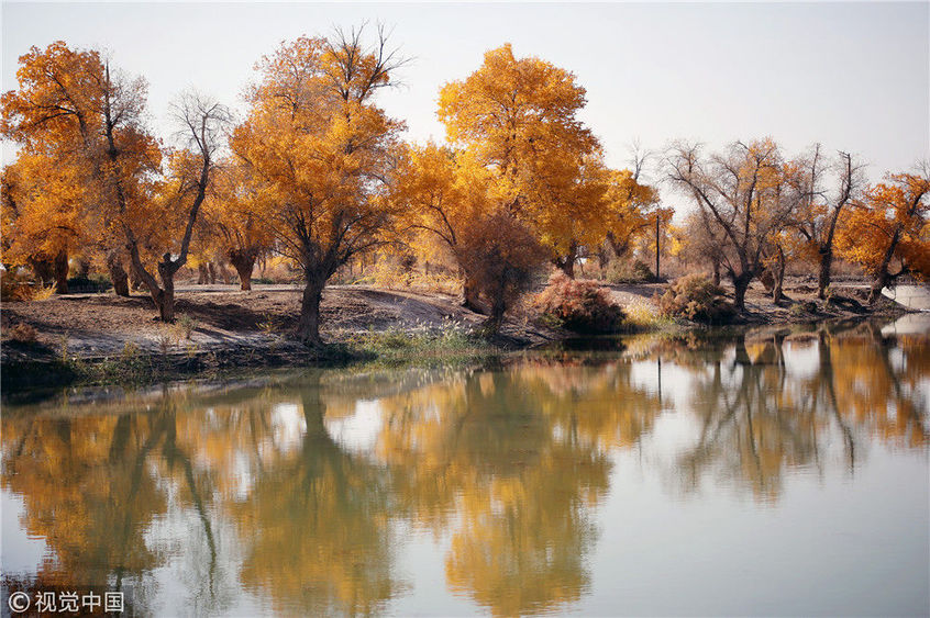 新疆喀什:世界连片面积最大天然胡杨林披金迎全年最美季节