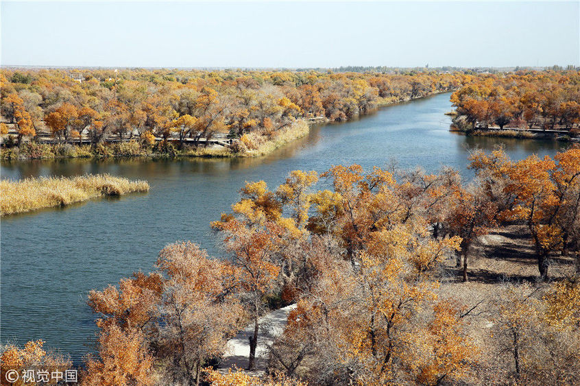 2018年10月28日,在新疆喀什巴楚县红海景区,胡杨金黄的叶子在阳光下