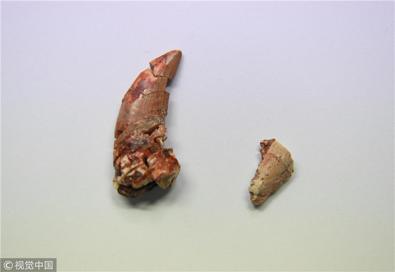 吉林大学科研团队发现恐龙牙釉质波纹构造的最早记录2018-11-21