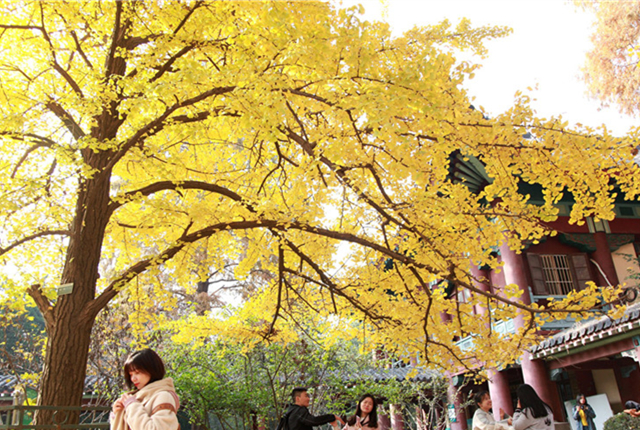 南京黄果树图片