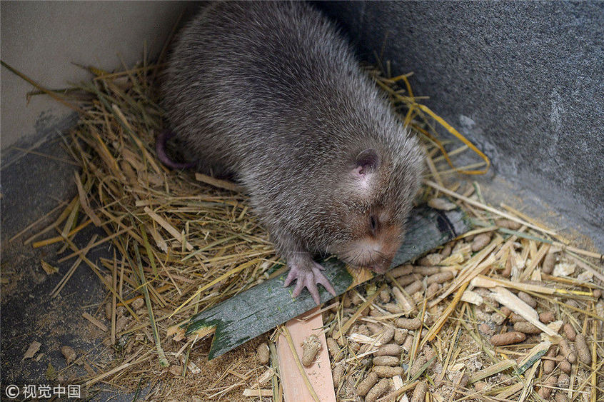 江西赣州:华农兄弟自白:一百种吃竹鼠的理由 都是认真的2018-11-03