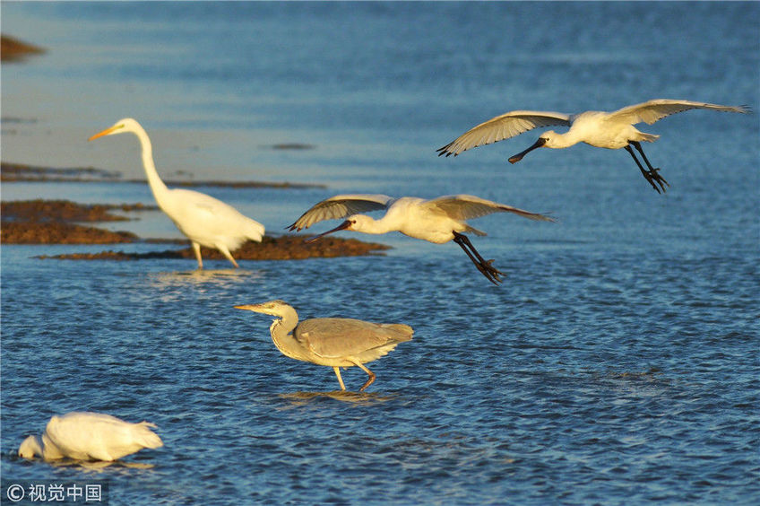 2018年12月13日,在青岛城阳区河套湿地越冬觅食的白琵鹭.