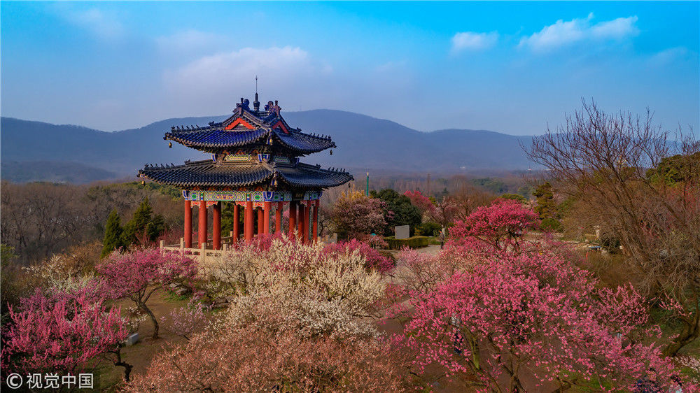 南京梅花山进入盛花期 高空俯瞰美不胜收