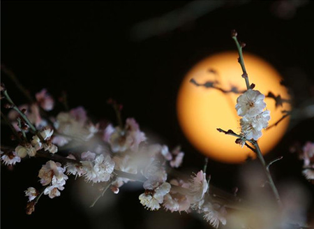 nanjing: plum blossoms in full bloom