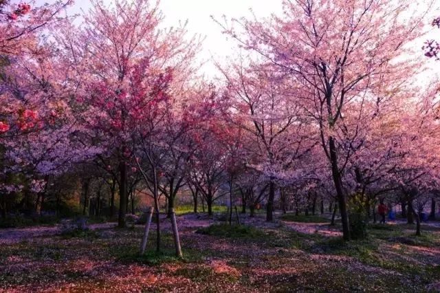 南京和平友好樱花园图片