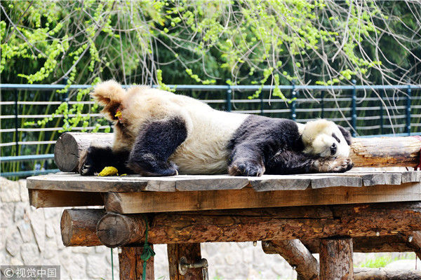 在北京動物園大熊貓館,幾隻大熊貓除了吃就是睡覺,而睡覺的姿態更是萌