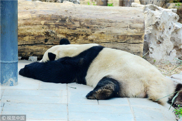在北京动物园大熊猫馆,几只大熊猫除了吃就是睡觉,而睡觉的姿态更是萌