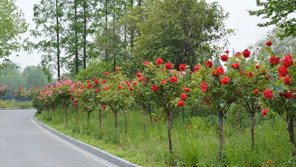 又到月季绽放时淮安市花你了解多少