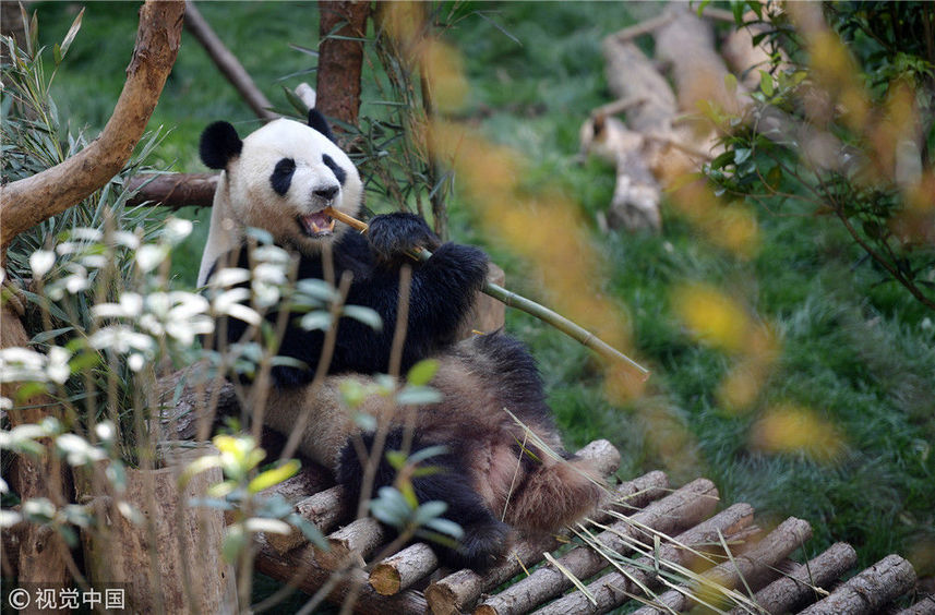 贵阳黔灵山公园熊猫图片