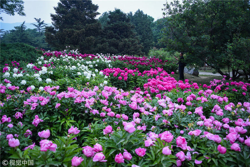 北京植物园芍药月季盛放 爱情之花争相斗艳