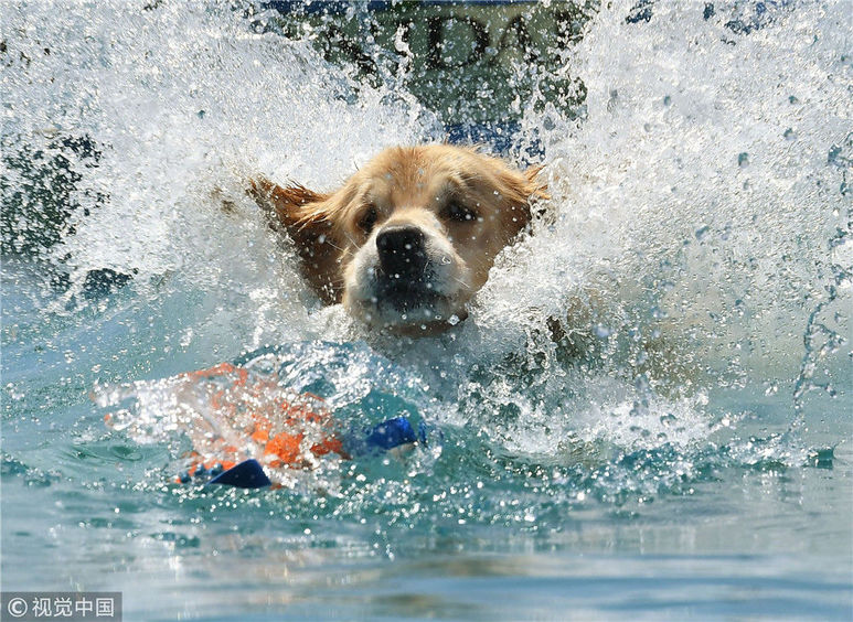 骄阳当头酷热难耐 动物戏水寻清凉