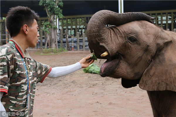 2018年6月16日,重庆,饲养员曹绍福给大象喂小粽子吃.