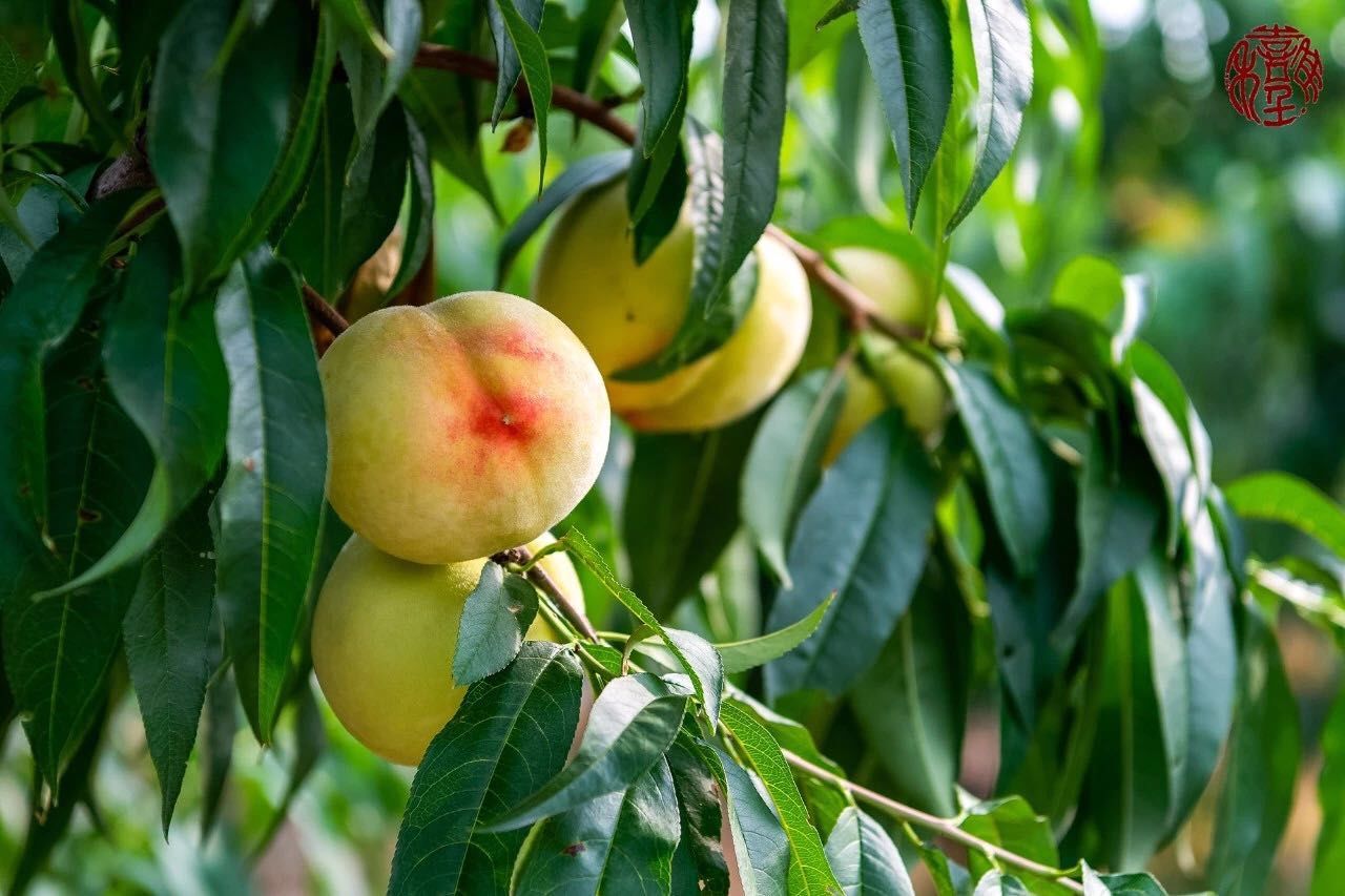 水蜜桃也有"党派之争"?