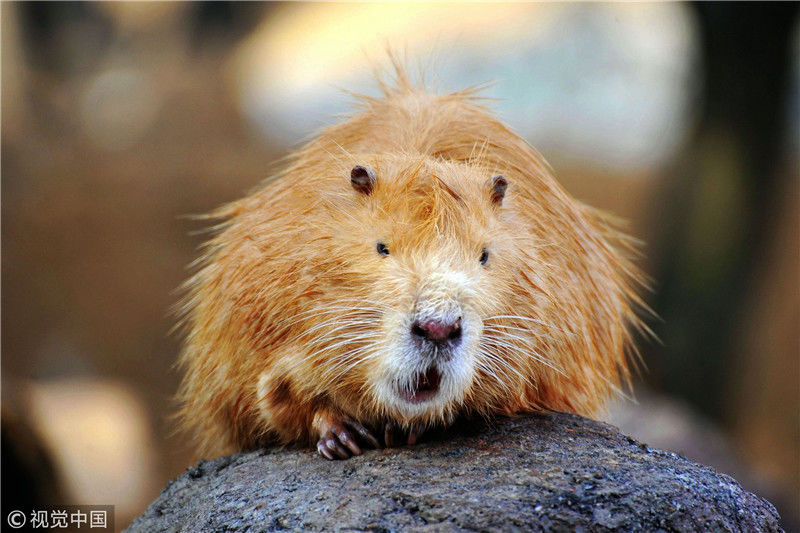 2017年12月28日,青岛森林野生动物世界,一只海狸鼠在晒太阳.