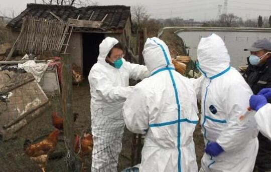 全球首例人感染H7N4禽流感病例在江苏被发现 源自欧亚系野鸟_我苏网