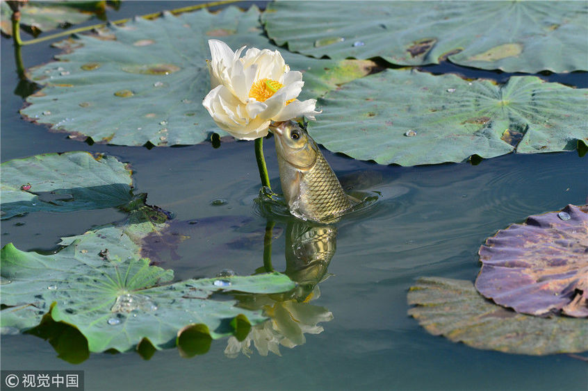 北京:鲤鱼"饿极了" 跃出水面吃荷花