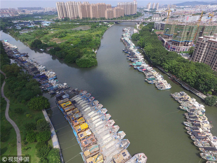 尽管台风山竹还远在菲律宾一带,但在中山市石岐河的张溪段,大量的渔船