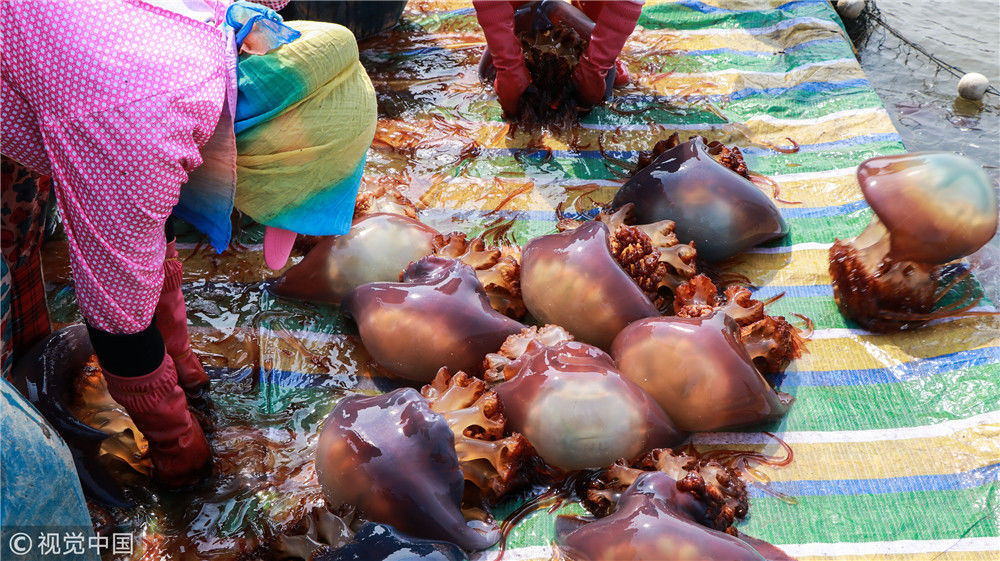 渔民在快速处理刚刚捕捞上岸的海蜇.