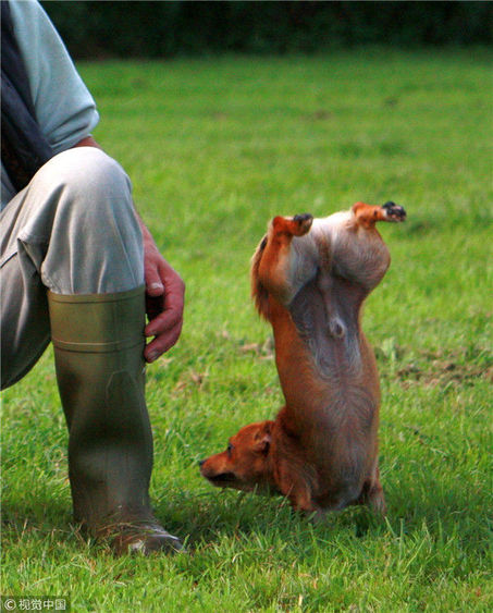 任"舞林"谁领风骚 当数这些萌且骚气的动物!