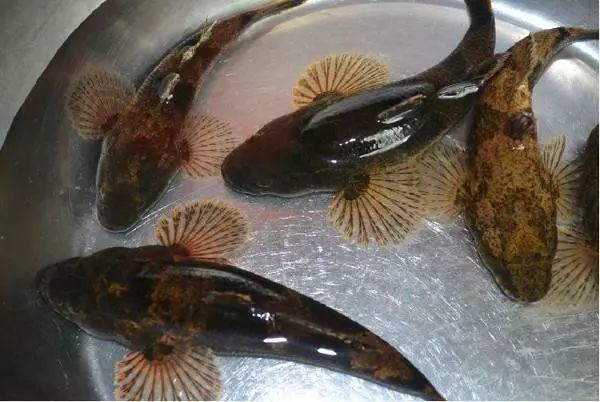 目前,曾经在燕尾港消失很久的四鳃鲈鱼,又重新游回了"娘家"燕尾港.