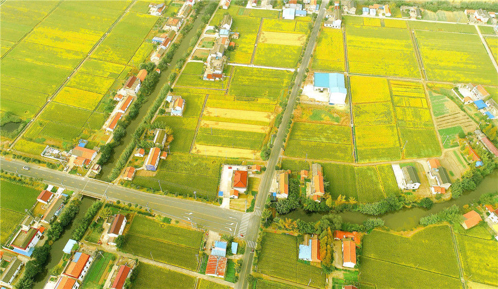 江苏南通:航拍金色稻田 一派丰收景象