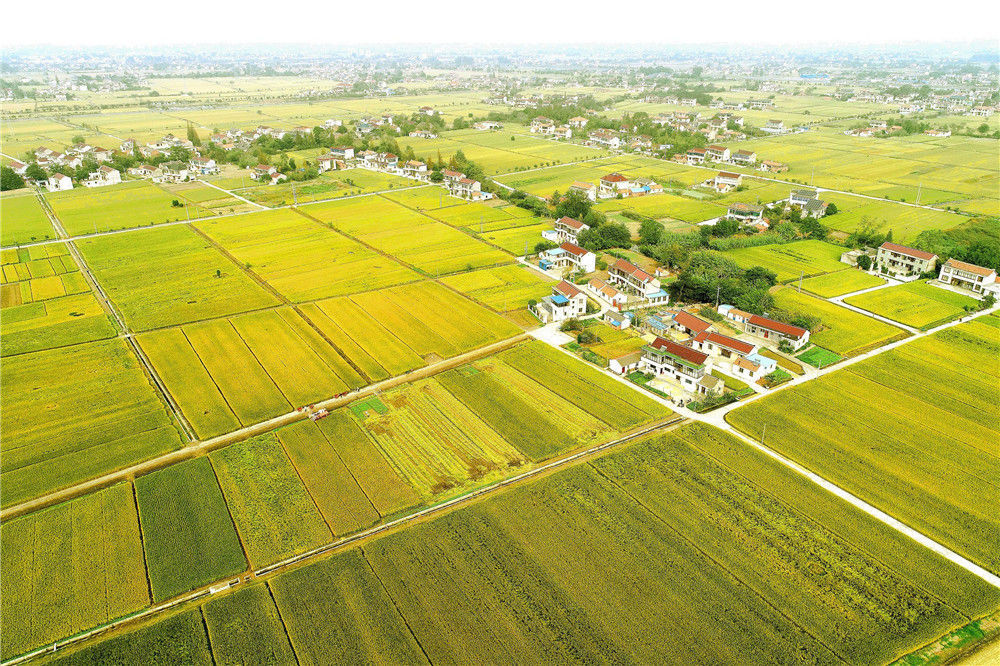 2019年10月12日,江苏省海安市,航拍水稻田.