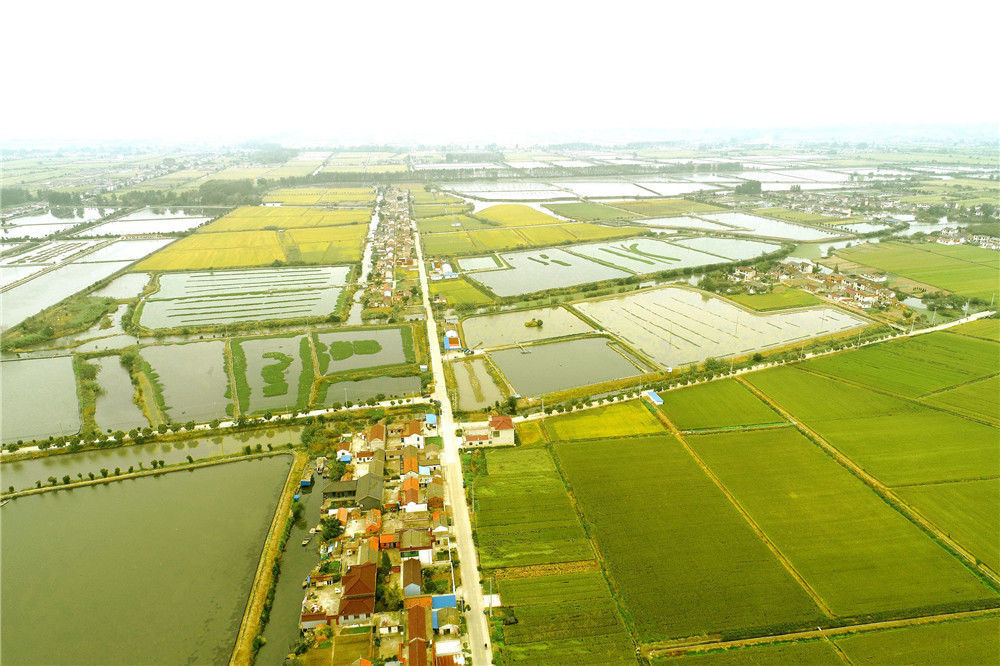 2019年10月12日,江苏省海安市,航拍水稻田.