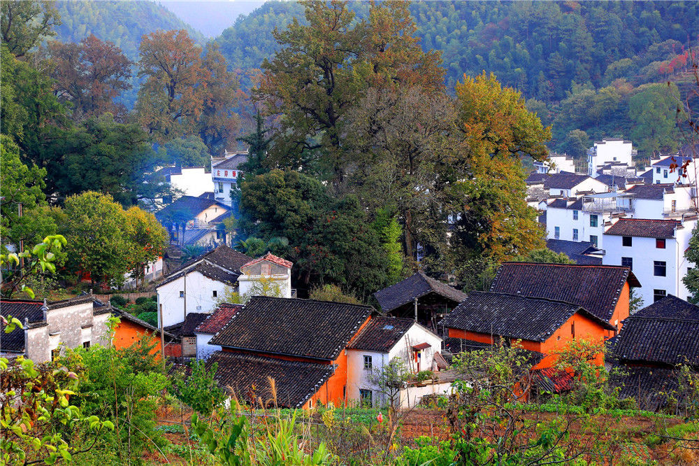 江西上饶:婺源古村石城"枫"景如画