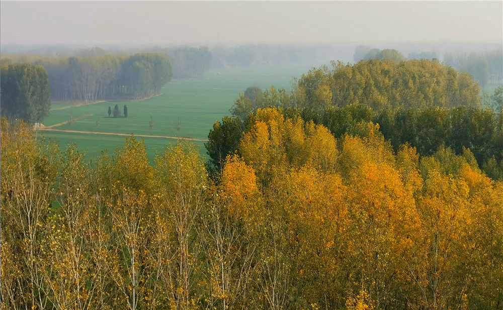 2019年11月16日,河南新乡平原新区黄河边,初冬的秋色还很浓郁,黄河