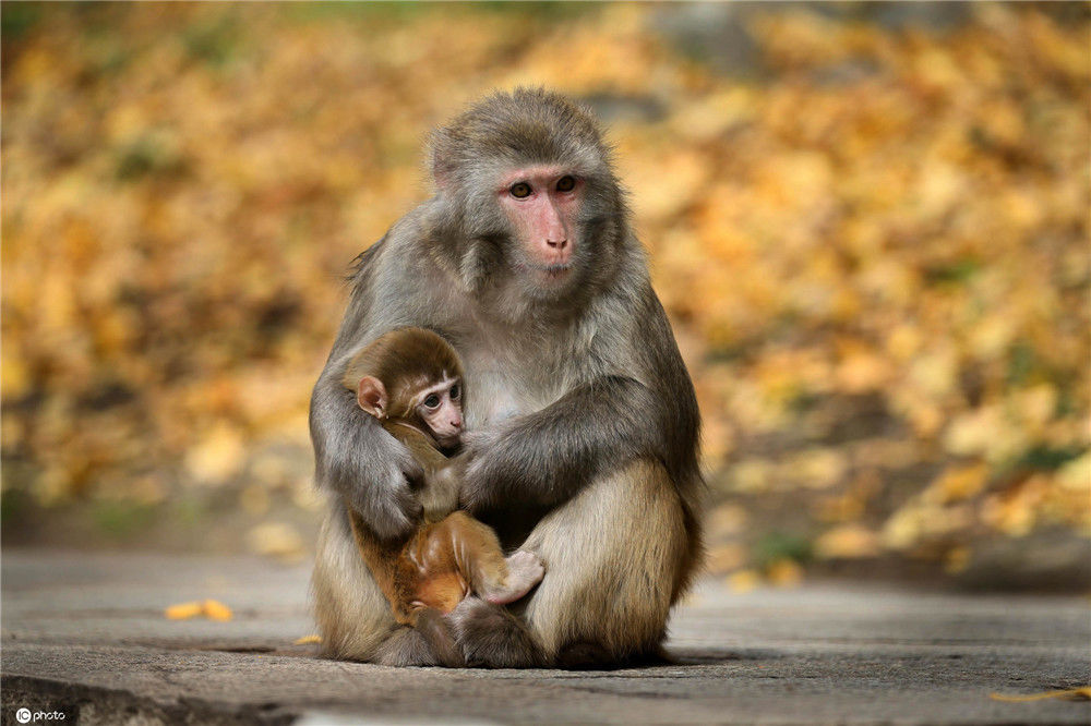 江苏连云港花果山深秋来临 小猴子怀中"撒娇"萌萌哒
