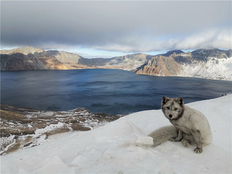 吉林白山,长白山边境官管理支队民警在天池边巡逻时发现一只白色狐狸