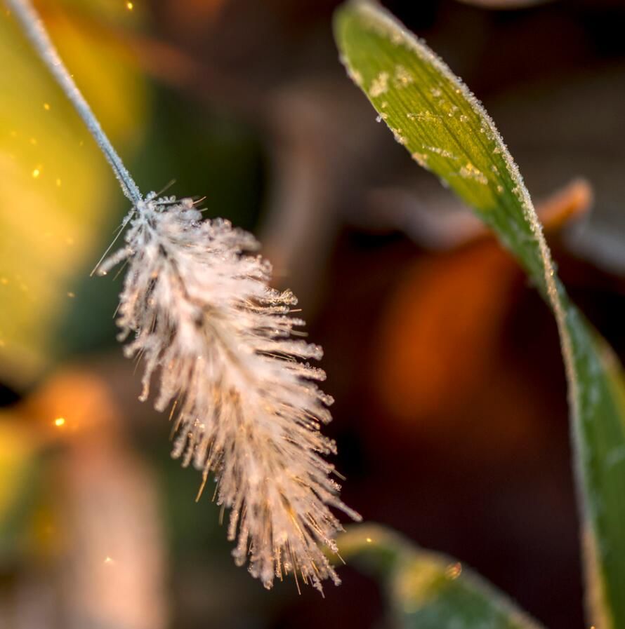 微霜 news.jstv.com