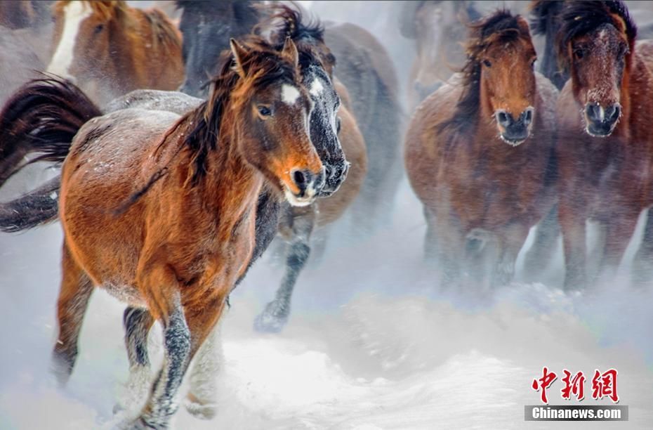 冬至过后,新疆昭苏县大草原上白雪皑皑,银装素裹,牧民赶着骏马在雪海