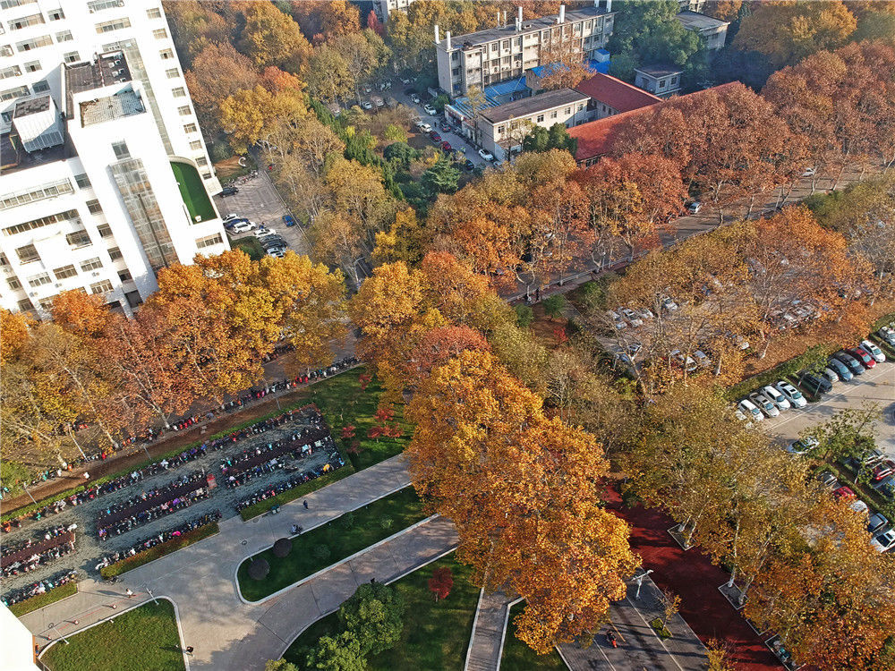 年12月4日,湖北武汉,被誉为"森林式大学"的华中科技大学校园里,梧桐